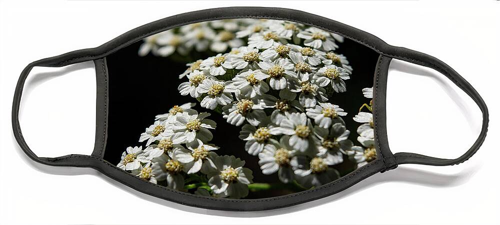 Yarrow Face Mask featuring the photograph Yarrow on Black by Bonny Puckett