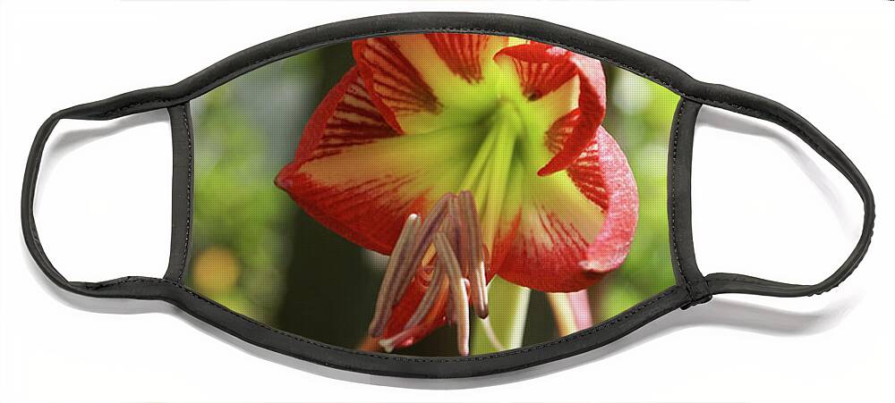  Face Mask featuring the photograph Yellow and Red Amaryllis by Heather E Harman