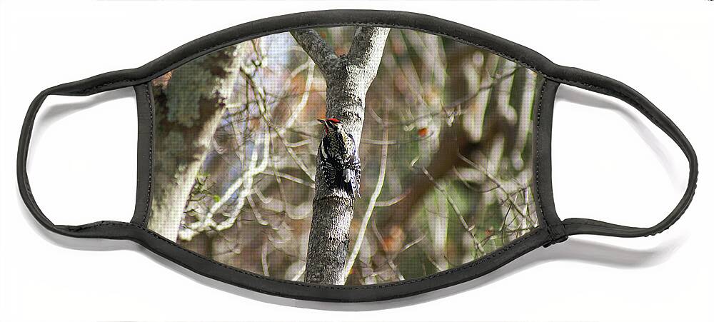  Face Mask featuring the photograph Yellow-bellied Sapsucker by Heather E Harman