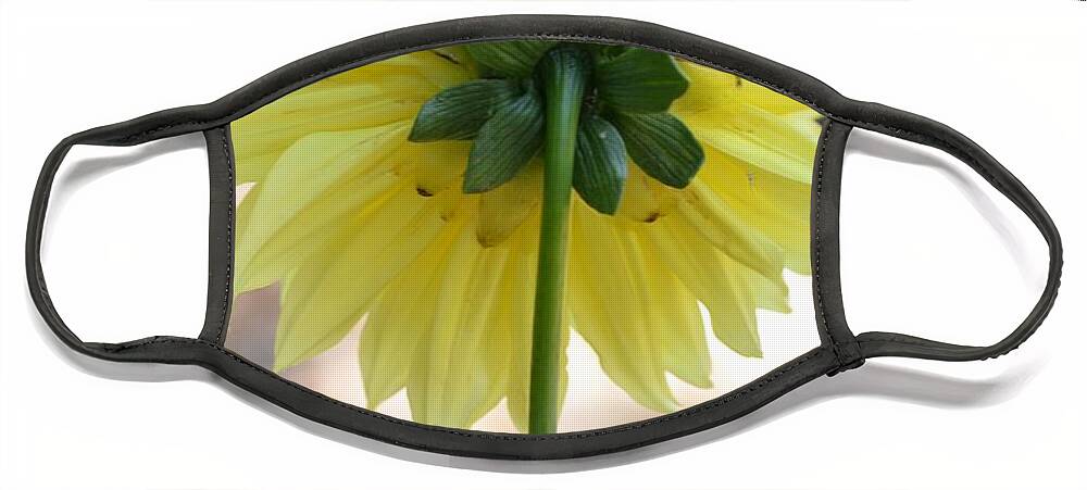 Dahlia Face Mask featuring the photograph Yellow Dahlia Silhouette by Amy Fose