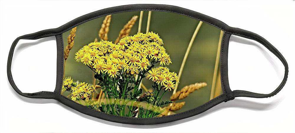 America Face Mask featuring the photograph Yellow Flowers, Brown Stalks by David Desautel