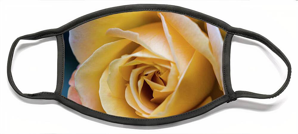 Rose Face Mask featuring the photograph Yellow Rose by Aashish Vaidya