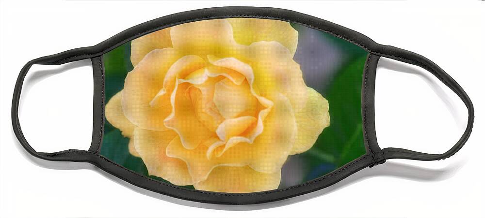 Rose Face Mask featuring the photograph Yellow Rose by Joan Bertucci