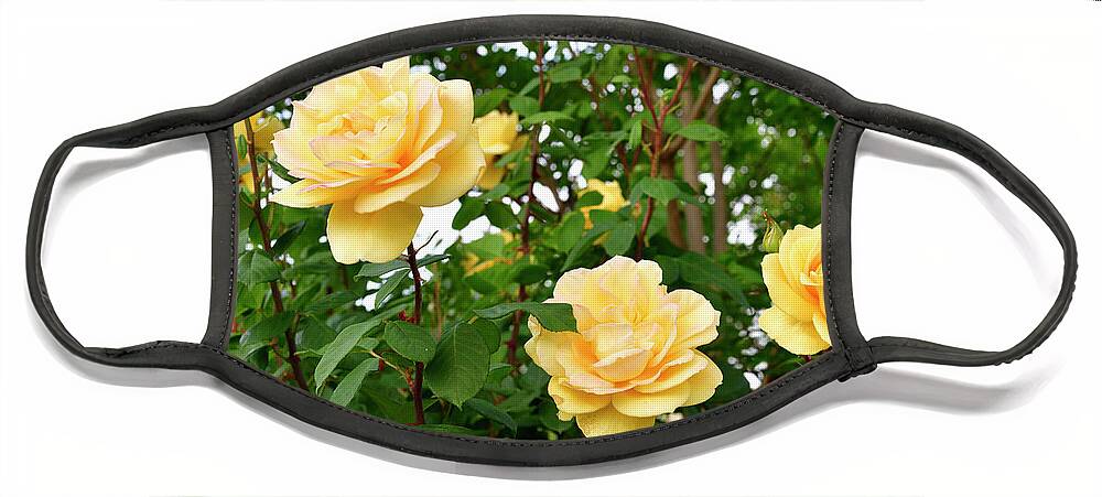 Roses Face Mask featuring the photograph Yellow Roses in the Garden by Amazing Action Photo Video