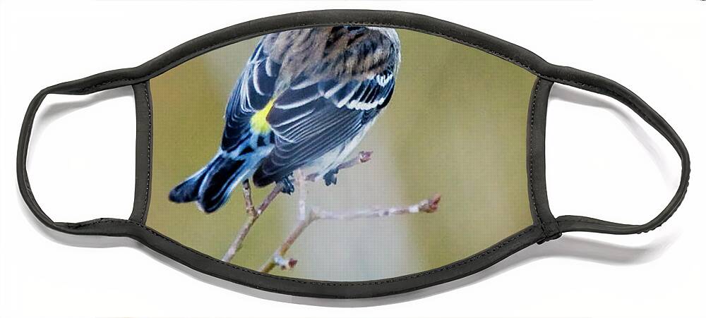 Yellow Rumped Warbler Face Mask featuring the photograph Yellow Rumped Warbler at Patsy Pond in the Croatan National Forest by Bob Decker