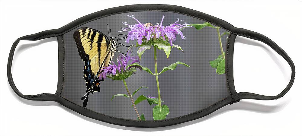 Eastern Tiger Swallowtail Face Mask featuring the photograph Yellow Swallowtail Butterfly 3-2020 by Thomas Young