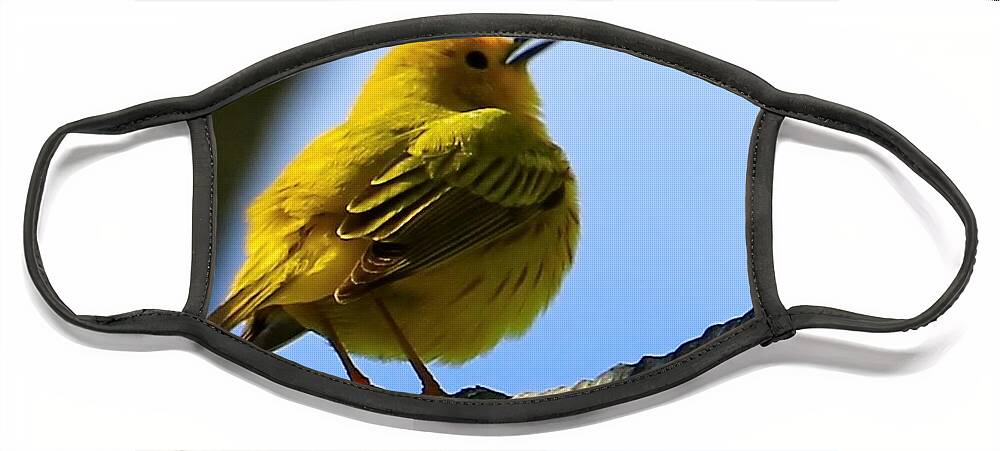 Yellow Warbler Face Mask featuring the photograph Yellow Warbler Singing in the Spotlight by Mary Walchuck