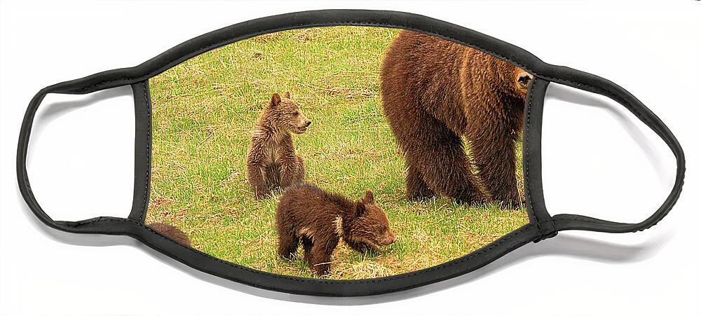 Grizzly Face Mask featuring the photograph Yellowstone Sow And Triplets by Adam Jewell