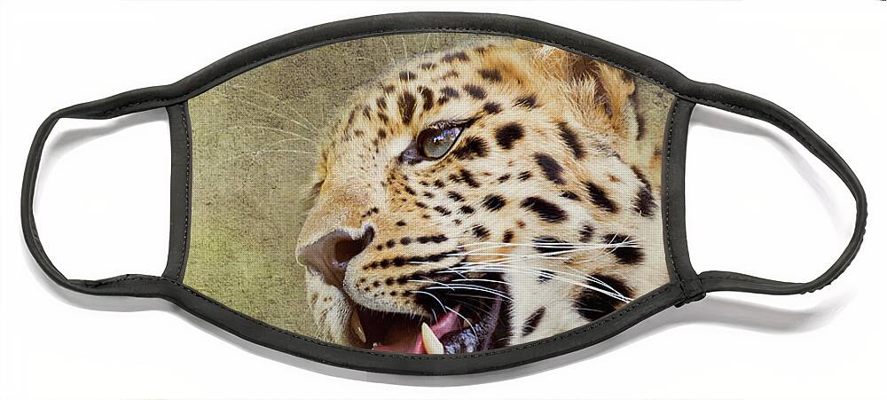 Leopard Face Mask featuring the photograph Young adult Amur Leopard. A species of leopard indigenous to sou by Jane Rix