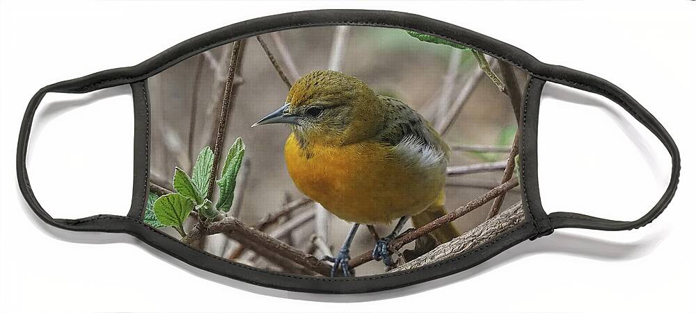 Eye Face Mask featuring the photograph Young Baltimore Oriole by Scott Olsen