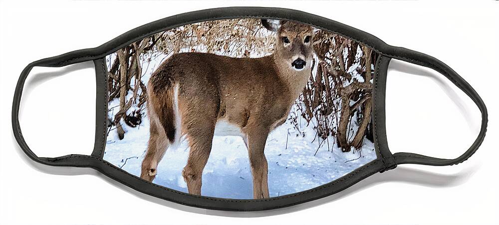 Winter Face Mask featuring the photograph Young Deer in Snow by Russel Considine