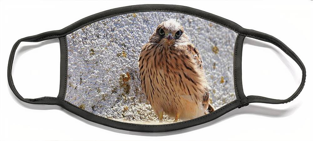 Calidris Face Mask featuring the photograph Young Falcon kestrel by Frederic Bourrigaud