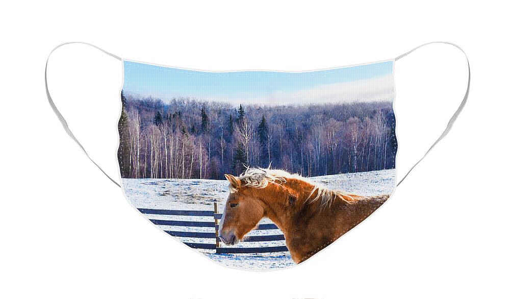 Winter Face Mask featuring the photograph Young Juno by Listen To Your Horse
