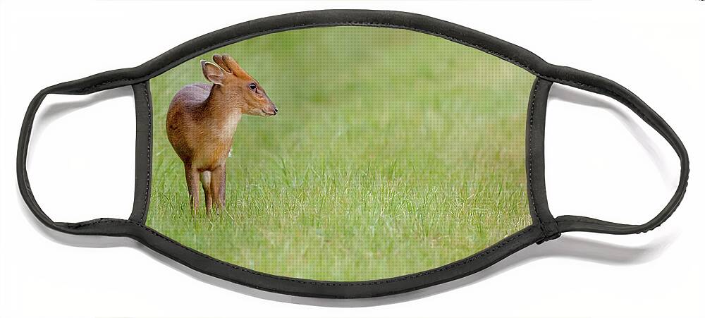 Deer Face Mask featuring the photograph Young muntjac deer closeup and alone by Simon Bratt