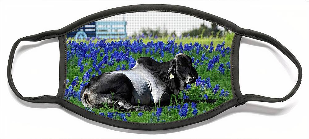 Zebu Face Mask featuring the photograph Zebu Bull Relaxing in Blue Bonnet Field by Diana Mary Sharpton