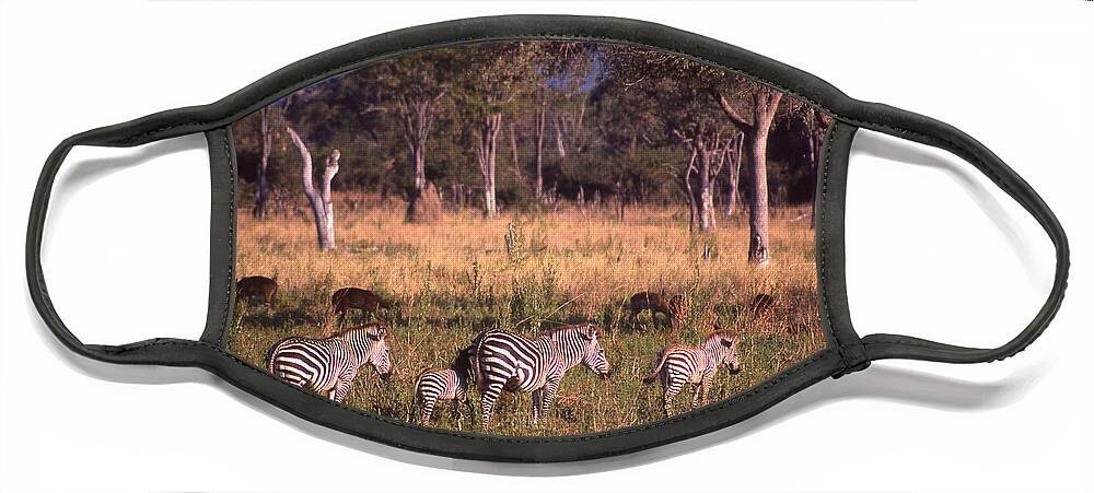 Africa Face Mask featuring the photograph Zebra Family Landscape by Russ Considine