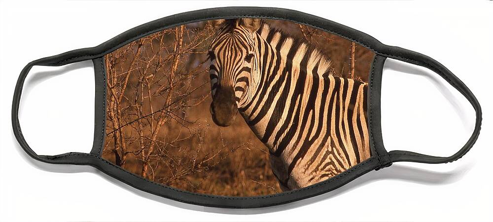 Africa Face Mask featuring the photograph Zebra Portrait at Sunset by Russ Considine