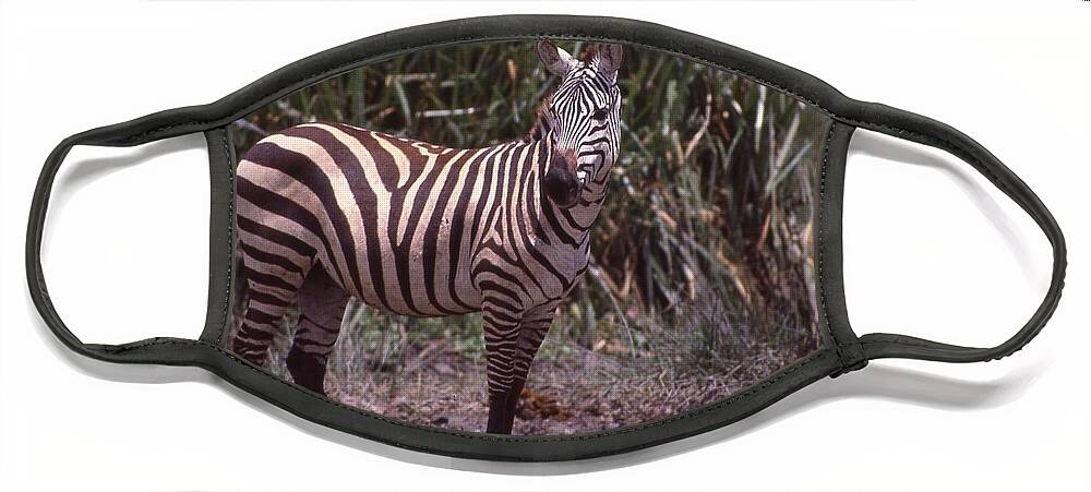 Africa Face Mask featuring the photograph Zebra Posing by Russel Considine