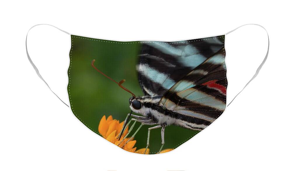North Face Mask featuring the photograph Zebra Swallowtail Drinking on the Fly by Liza Eckardt