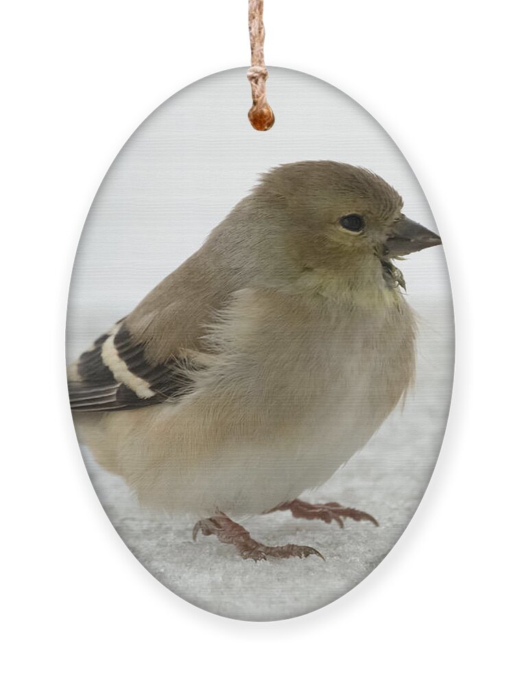 Jan Holden Ornament featuring the photograph American Goldfinch in the Snow by Holden The Moment