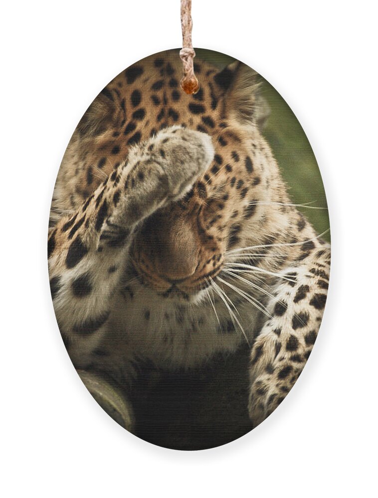 Animal Ornament featuring the photograph Amur Leopard by Chris Boulton