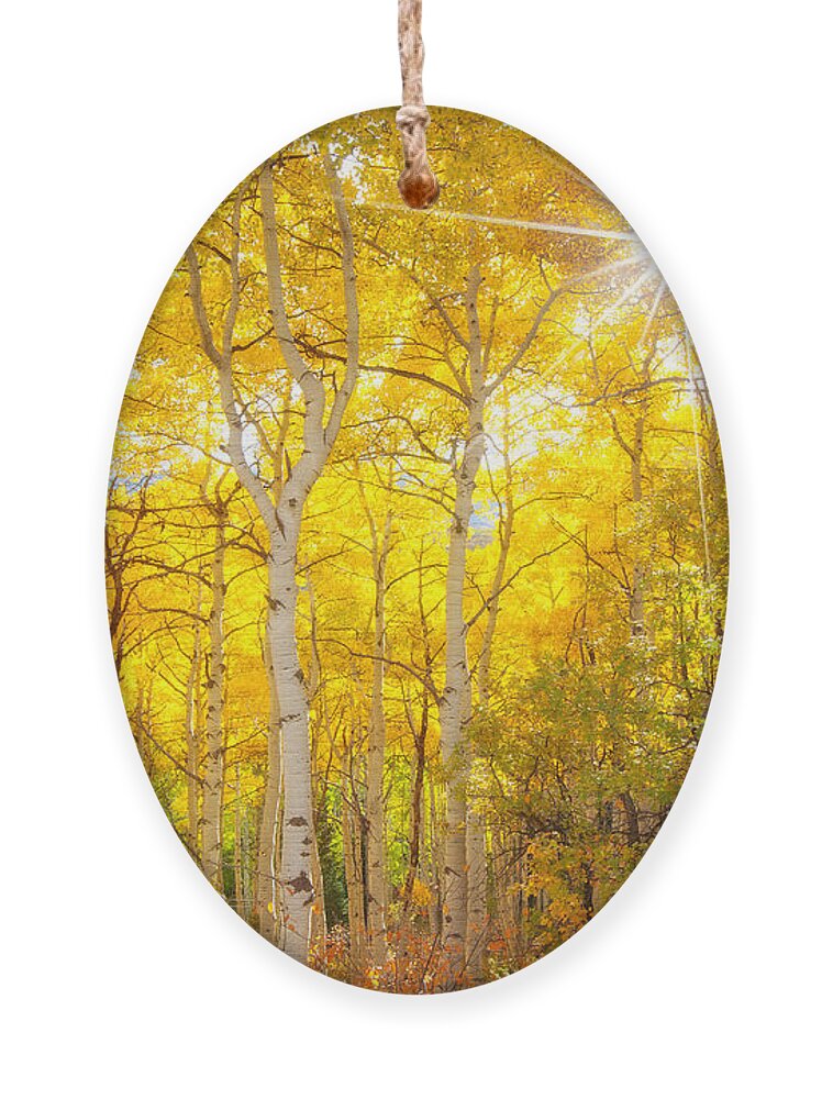 Aspens Ornament featuring the photograph Aspen Morning by Darren White