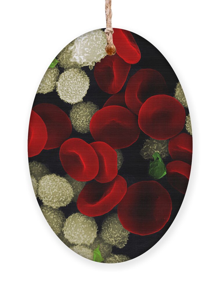 Leukocyte Ornament featuring the photograph Blood Cells by Stem Jems
