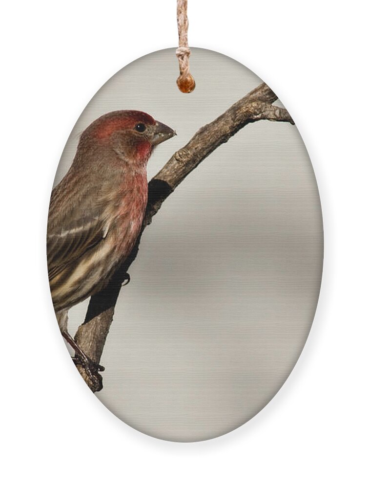 carpodacus Mexicanus Ornament featuring the photograph House Finch by Lana Trussell