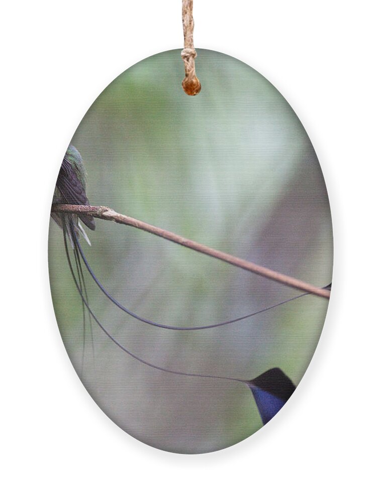 Peru Ornament featuring the photograph Marvelous Spatuletail #1 by Max Waugh