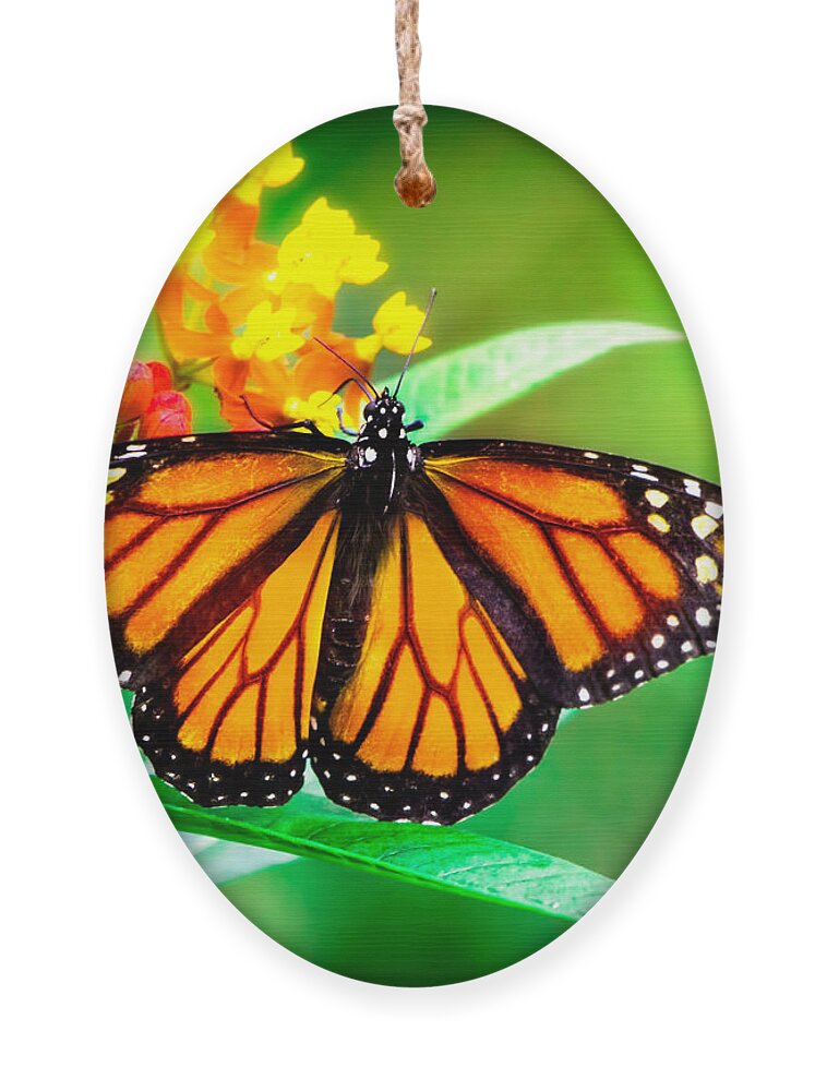 Monarch Butterfly Ornament featuring the photograph Monarch Butterfly #2 by Mark Andrew Thomas