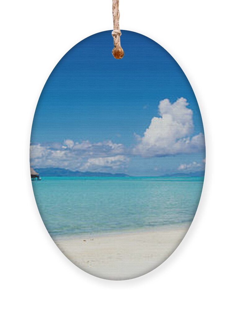Photography Ornament featuring the photograph Palm Tree On The Beach, Moana Beach #1 by Panoramic Images