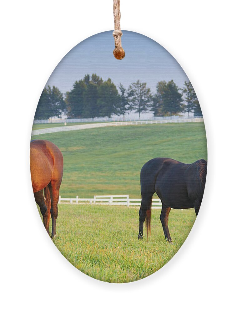 Farm Ornament featuring the photograph Pasture #1 by Alexey Stiop