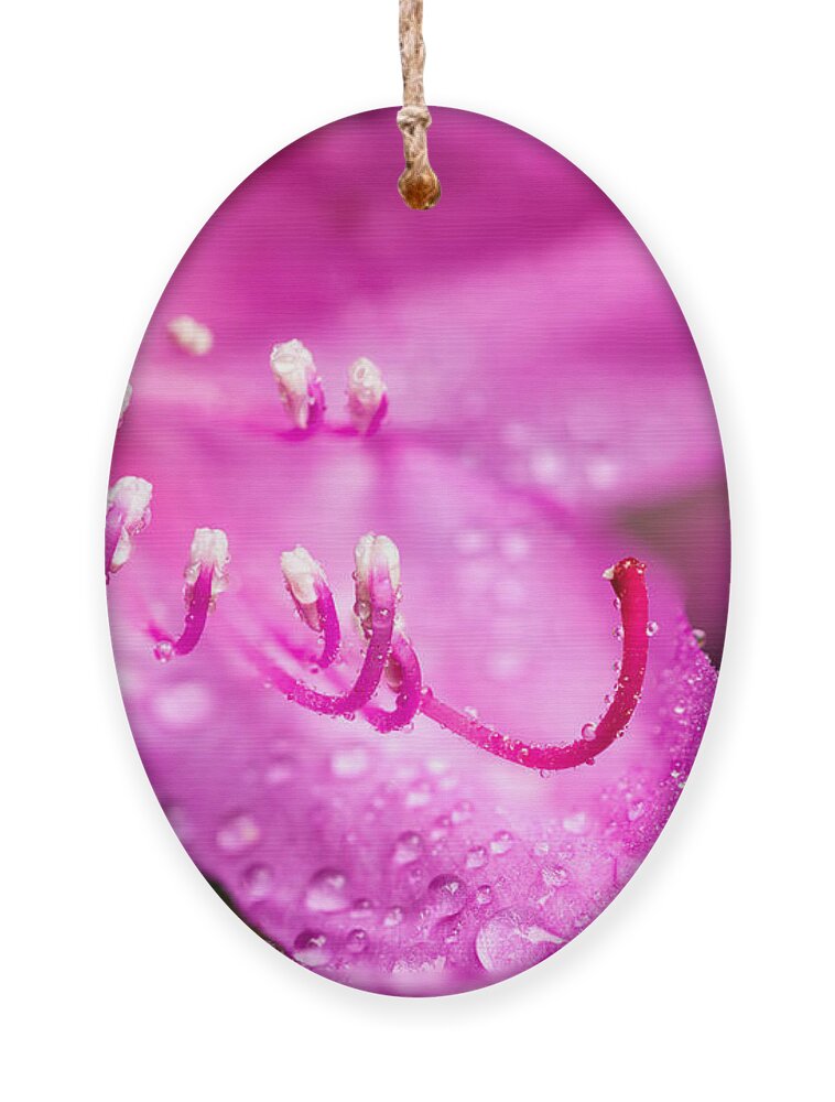 Spring Ornament featuring the photograph Pink Dreams by Mary Jo Allen