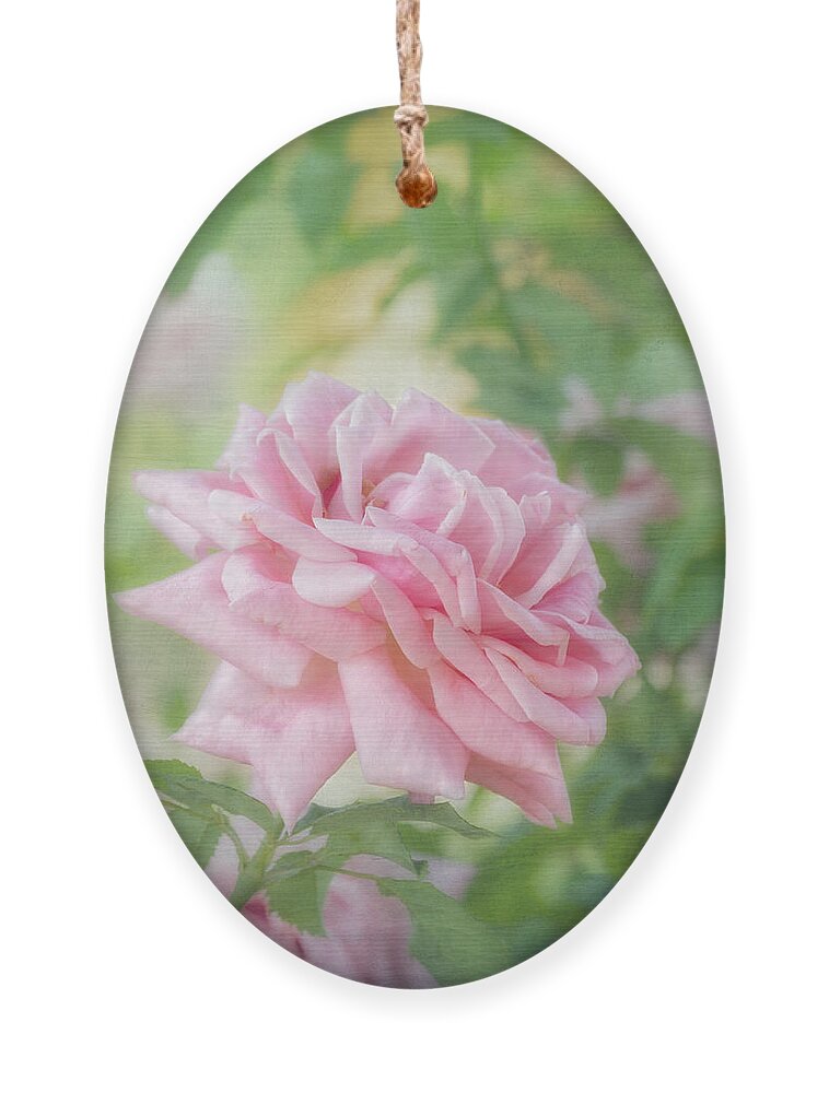 Pink Rose Ornament featuring the photograph Pink Rose #1 by Kim Hojnacki