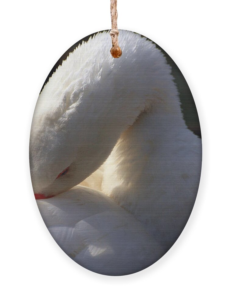 St James Lake Ornament featuring the photograph Preening Goose by Jeremy Hayden