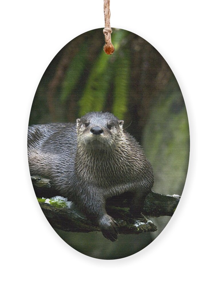 River Otter Ornament featuring the photograph River Otter by Mark Newman