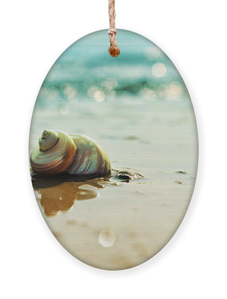 Beach Ornament featuring the photograph Shore Dweller by Laura Fasulo