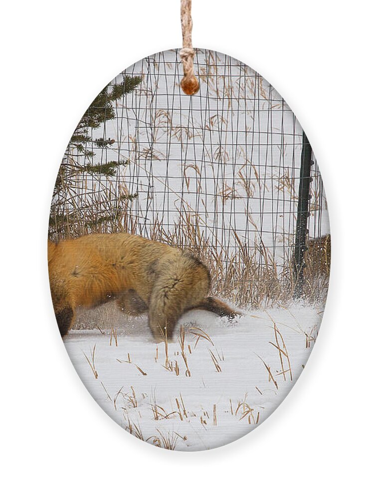 Fox Photograph Ornament featuring the photograph The Chase #2 by Jim Garrison