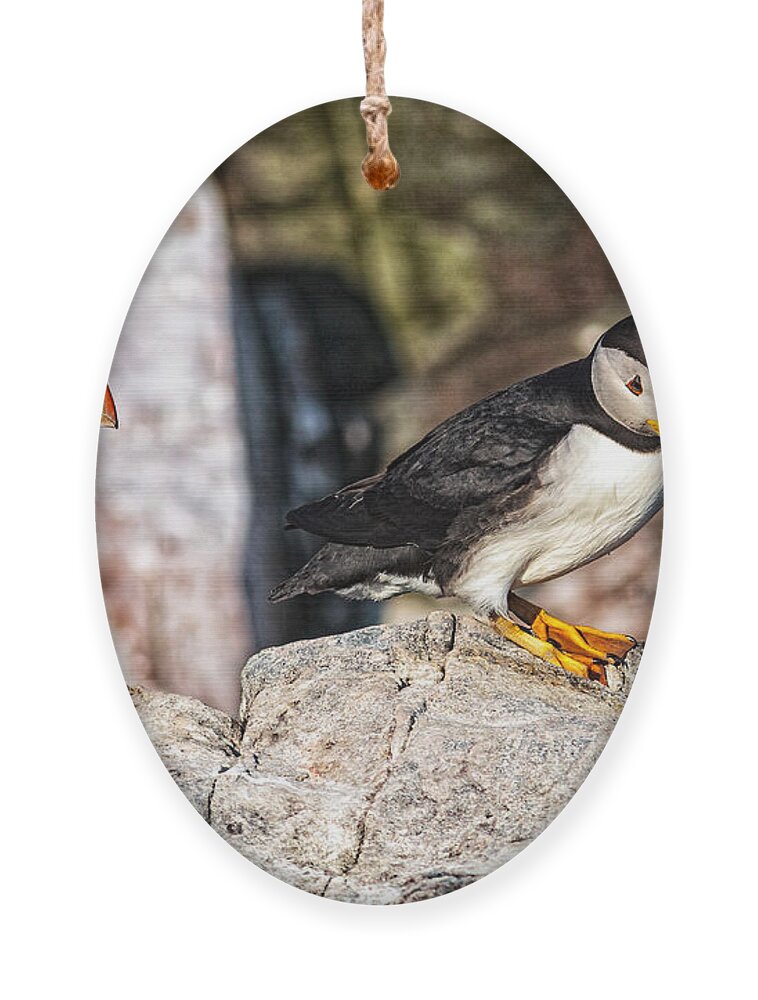 Atlantic Puffin Ornament featuring the photograph Two Puffins #1 by Perla Copernik