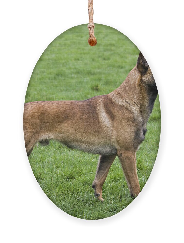Belgian Shepherd Dog Ornament featuring the photograph 101130p020 by Arterra Picture Library