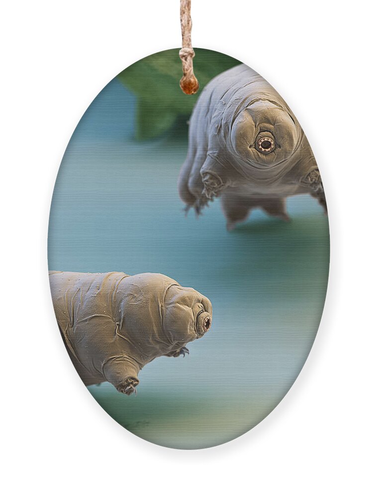 Paramacrobiotus Fairbanki Ornament featuring the photograph Water Bear by Eye of Science and Science Source