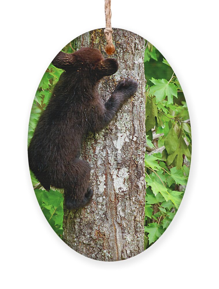 Bear Ornament featuring the photograph Baby Bear by Christi Kraft