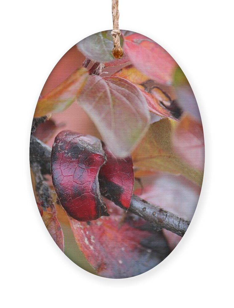 Leaves Ornament featuring the photograph Fall Leaves #2 by Ann E Robson