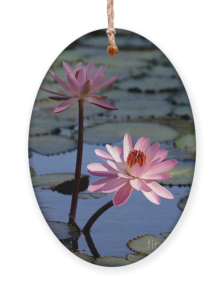 Landscape Ornament featuring the photograph Pink Water Lily in the Spotlight #2 by Sabrina L Ryan