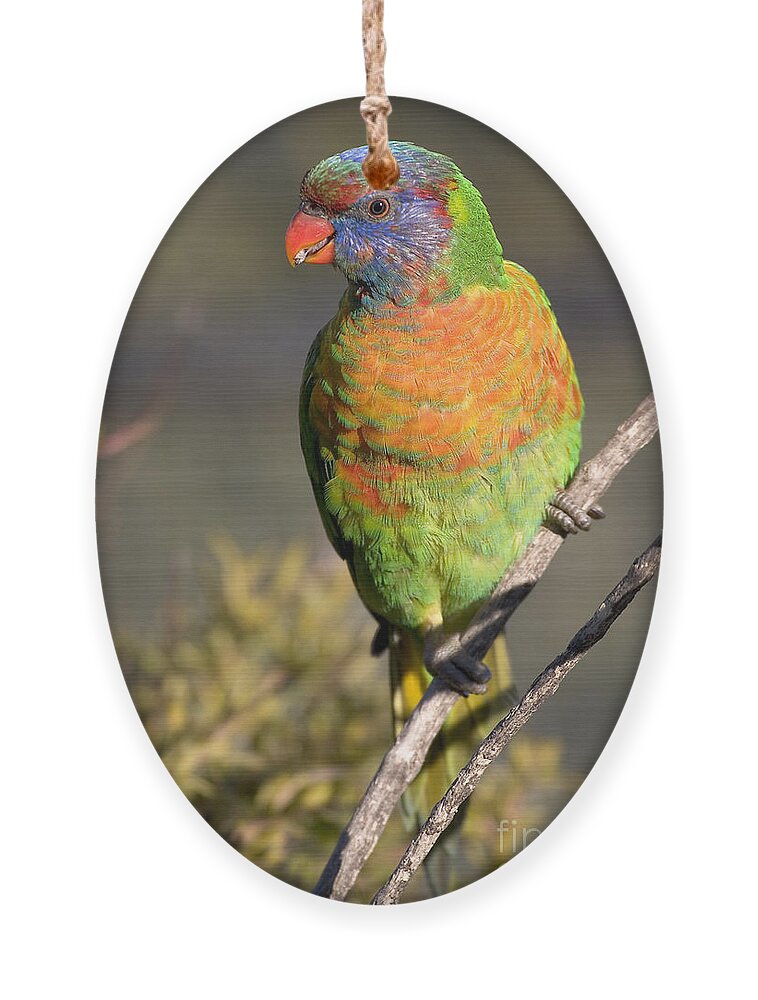 Lorikeets Ornament featuring the photograph Rainbow lorikeet by Steven Ralser