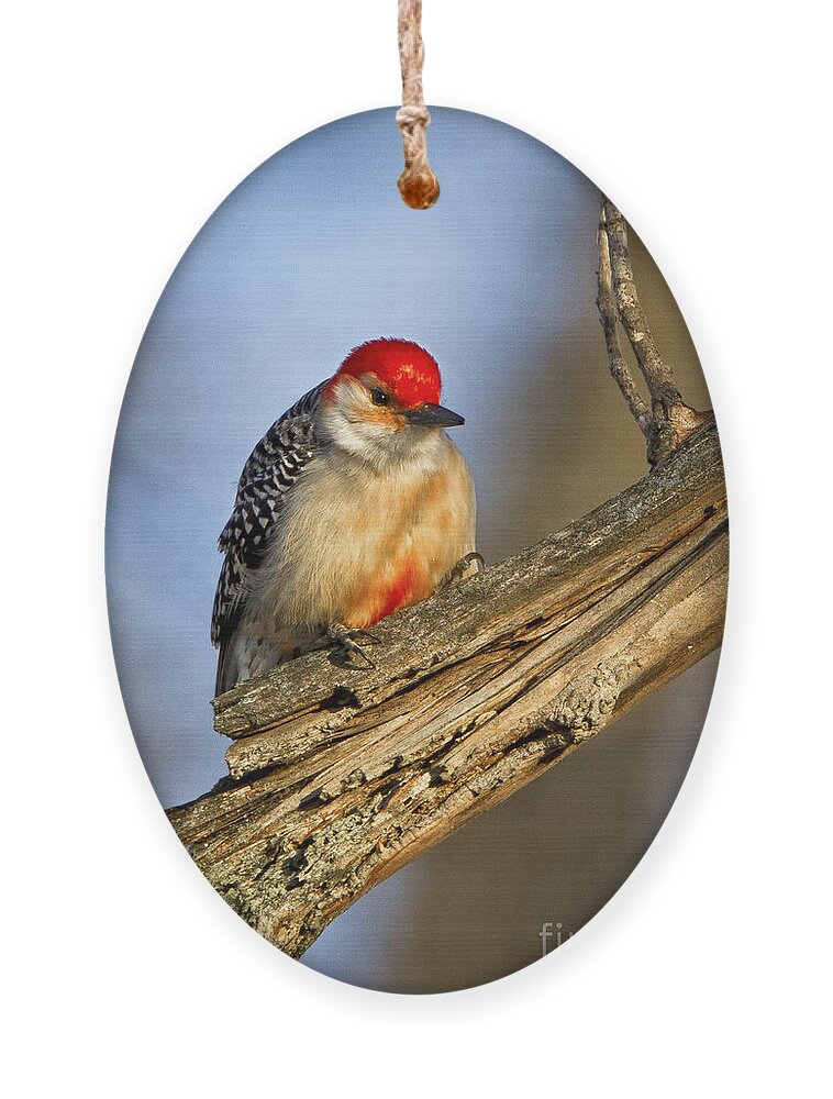 Nature Ornament featuring the photograph Red-bellied Woodpecker #2 by Ronald Lutz