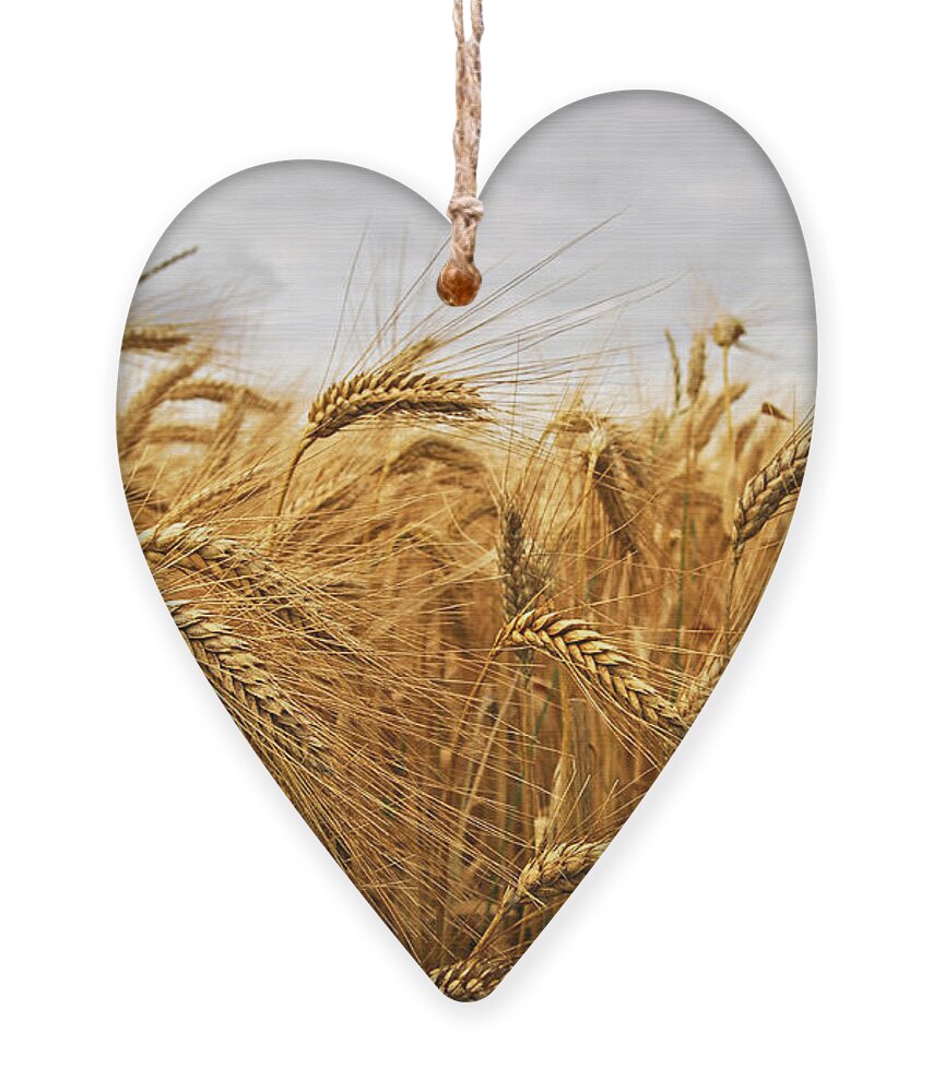 Wheat Ornament featuring the photograph Wheat by Elena Elisseeva
