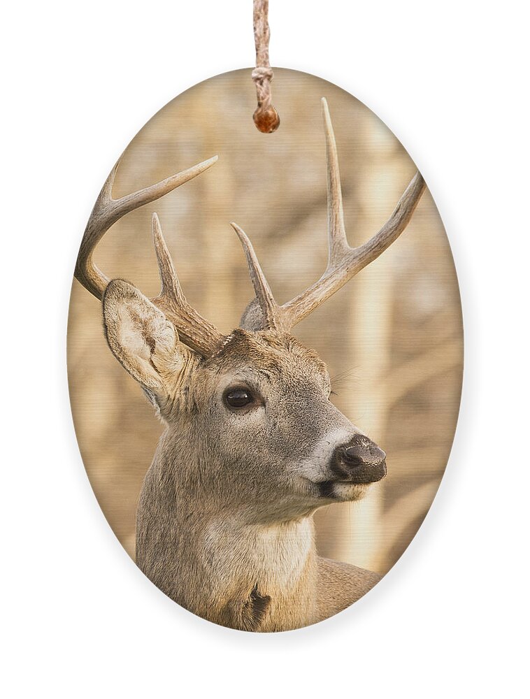 Deer Ornament featuring the photograph White-tailed Buck #2 by Gary Beeler