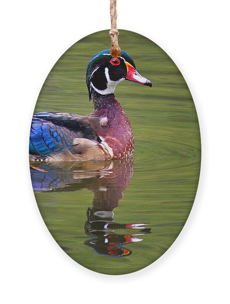 Swimming Male Wood Duck Ornament featuring the photograph Wood duck by Jean Noren
