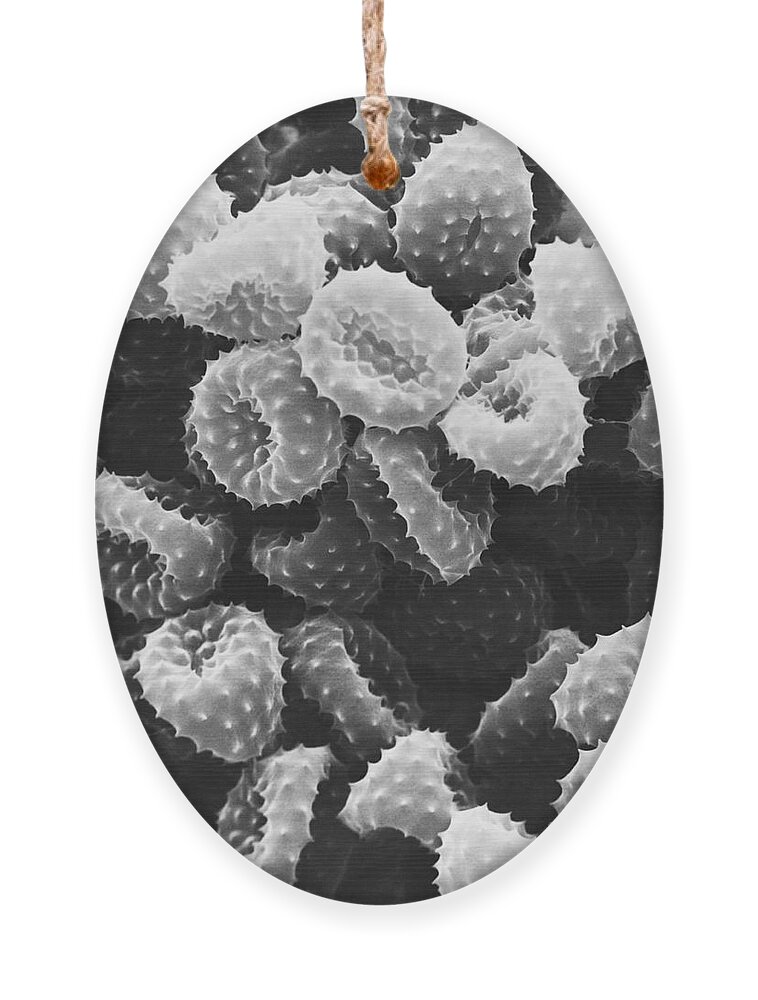 Science Ornament featuring the photograph Ragweed Pollen Sem #4 by David M. Phillips / The Population Council